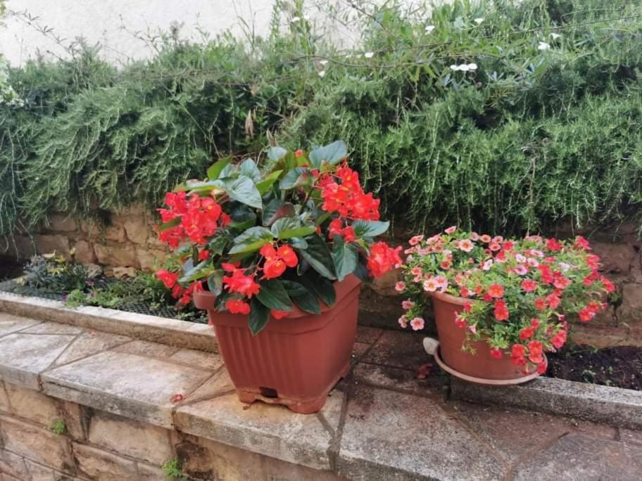 App Carla Apartamento Novigrad Istria Exterior foto
